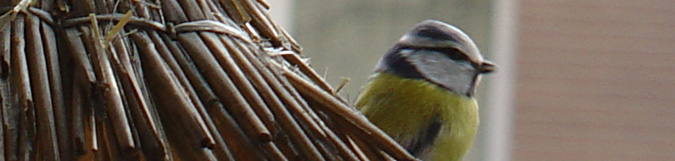 sikorka
